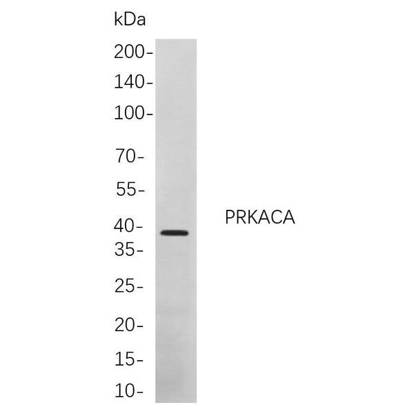 U-Blot® PRKACA Rabbit Monoclonal Antibody – Figure 1 of 1