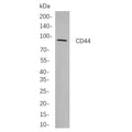 U-Blot® CD44 Rabbit Monoclonal Antibody – Figure 1 of 1