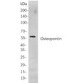 U-Blot® Osteopontin Rabbit Monoclonal Antibody – Figure 1 of 1
