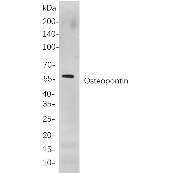 U-Blot® Osteopontin Rabbit Monoclonal Antibody – Figure 1 of 1