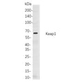 U-Blot® Keap1 Rabbit Monoclonal Antibody – Figure 1 of 1