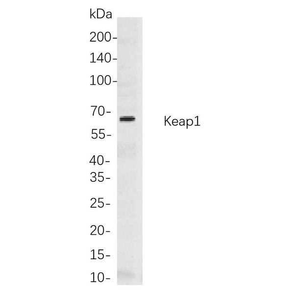 U-Blot® Keap1 Rabbit Monoclonal Antibody – Figure 1 of 1