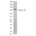 U-Blot® Integrin β3 Rabbit Monoclonal Antibody – Figure 1 of 1
