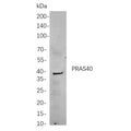 U-Blot® MEK3 Rabbit Monoclonal Antibody – Figure 1 of 1