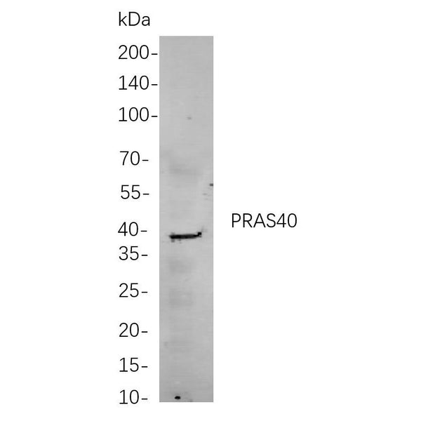U-Blot® MEK3 Rabbit Monoclonal Antibody – Figure 1 of 1