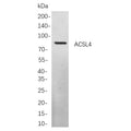 U-Blot® ACSL4 Rabbit Monoclonal Antibody – Figure 1 of 1