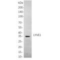 U-Blot® LYVE1 Rabbit Monoclonal Antibody – Figure 1 of 1
