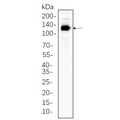 U-Blot® eNOS Rabbit Monoclonal Antibody – Figure 1 of 1