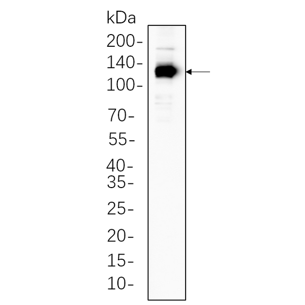 U-Blot® eNOS Rabbit Monoclonal Antibody – Figure 1 of 1