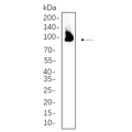 U-Blot® PSD95 Rabbit Monoclonal Antibody – Figure 1 of 1