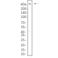 U-Blot® 53BP1 Rabbit Monoclonal Antibody – Figure 1 of 1