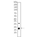 U-Blot® Cleaved Caspase-3 (Asp175) Rabbit Monoclonal Antibody – Figure 1 of 1