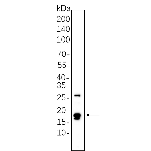 U-Blot® Cleaved Caspase-3 (Asp175) Rabbit Monoclonal Antibody – Figure 1 of 1
