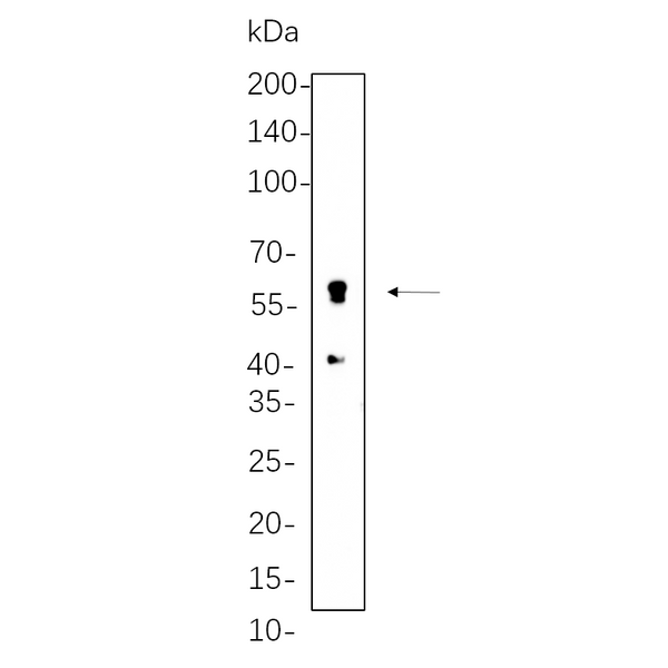 U-Blot® Perilipin-1 Rabbit Monoclonal Antibody – Figure 1 of 1