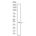 U-Blot® SDHB Rabbit Monoclonal Antibody – Figure 1 of 1