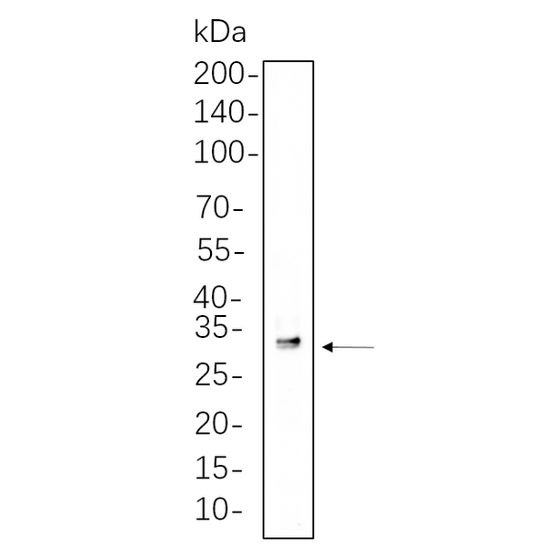 U-Blot® SDHB Rabbit Monoclonal Antibody – Figure 1 of 1