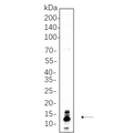 U-Blot® S100B Rabbit Monoclonal Antibody – Figure 1 of 1