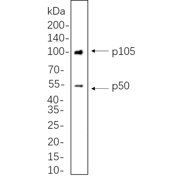 U-Blot® NF-κB1 p105/p50 Rabbit Monoclonal Antibody – Figure 1 of 1