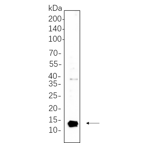 U-Blot® UBA52 Rabbit Monoclonal Antibody – Figure 1 of 1