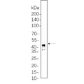 U-Blot® Connexin 43 Rabbit Monoclonal Antibody – Figure 1 of 1