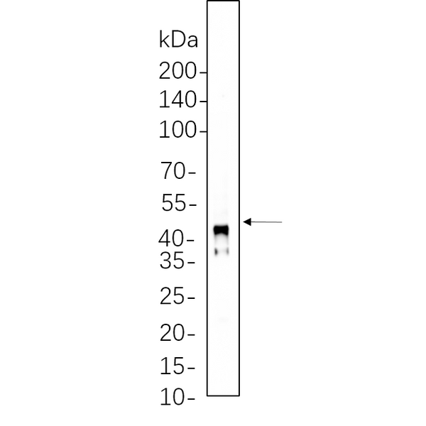 U-Blot® Connexin 43 Rabbit Monoclonal Antibody – Figure 1 of 1