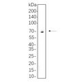 U-Blot® SYK Rabbit Monoclonal Antibody – Figure 1 of 1