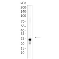 U-Blot® TAGLN Rabbit Monoclonal Antibody – Figure 1 of 1