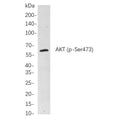 U-Blot® Akt (pan) (Phospho Ser473) Rabbit Monoclonal Antibody – Figure 1 of 1