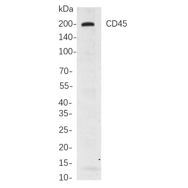 U-Blot® CD45 Rabbit Monoclonal Antibody – Figure 1 of 1