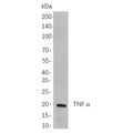 U-Blot® TNF α Rabbit Monoclonal Antibody – Figure 1 of 1