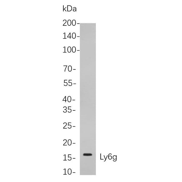 U-Blot® Ly6g Rabbit Monoclonal Antibody – Figure 1 of 1