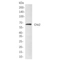 U-Blot® Chk2 Rabbit Monoclonal Antibody (PT0474R) – Figure 1 of 1