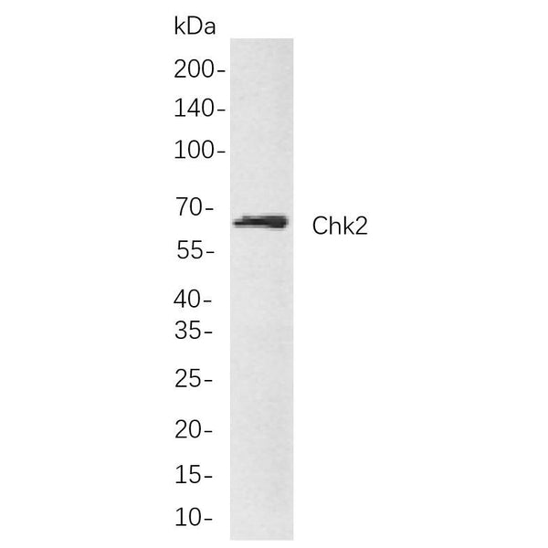 U-Blot® Chk2 Rabbit Monoclonal Antibody (PT0474R) – Figure 1 of 1