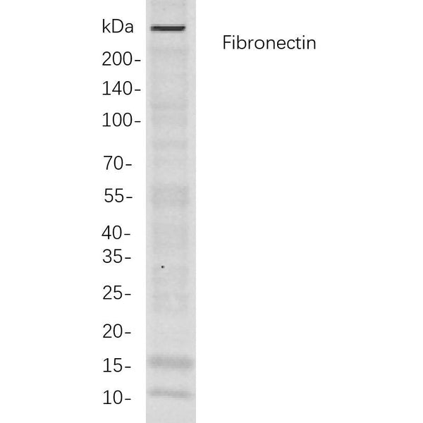 U-Blot® Fibronectin Rabbit Monoclonal Antibody – Figure 1 of 1
