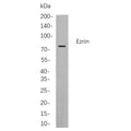 U-Blot® MMP9 Rabbit Monoclonal Antibody – Figure 1 of 1