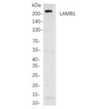 U-Blot® LAMB1 Rabbit Monoclonal Antibody – Figure 1 of 1