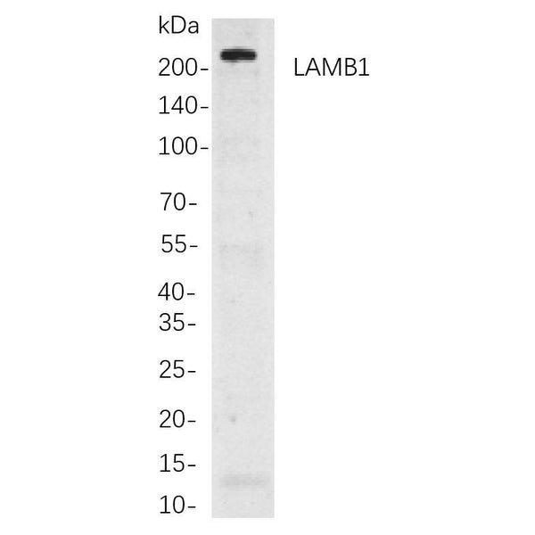 U-Blot® LAMB1 Rabbit Monoclonal Antibody – Figure 1 of 1
