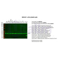 U-Blot® eIF2α Rabbit Monoclonal Antibody – Figure 1 of 2