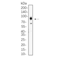 U-Blot® Prostate Specific Membrane Antigen (PSMA) Rabbit Monoclonal Antibody – Figure 1 of 1