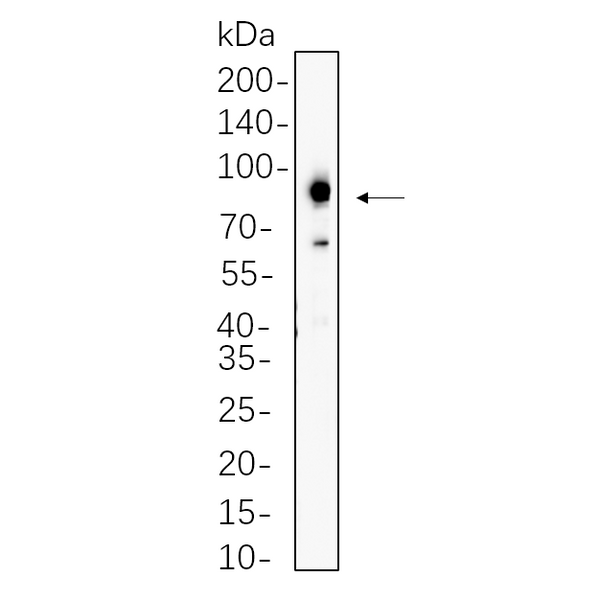 U-Blot® Prostate Specific Membrane Antigen (PSMA) Rabbit Monoclonal Antibody – Figure 1 of 1