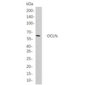 U-Blot® OCLN Rabbit Monoclonal Antibody – Figure 1 of 1