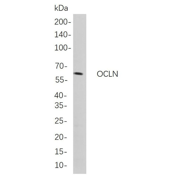 U-Blot® OCLN Rabbit Monoclonal Antibody – Figure 1 of 1