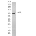U-Blot® ALPP Rabbit Monoclonal Antibody – Figure 1 of 1