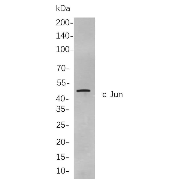 U-Blot® c-Jun Rabbit Monoclonal Antibody – Figure 1 of 1