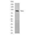 U-Blot® TBK1 Rabbit Monoclonal Antibody – Figure 1 of 1