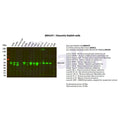 U-Blot® Vimentin Rabbit Monoclonal Antibody – Figure 1 of 3