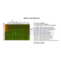 U-Blot® STAT3 Rabbit Monoclonal Antibody – Figure 1 of 2