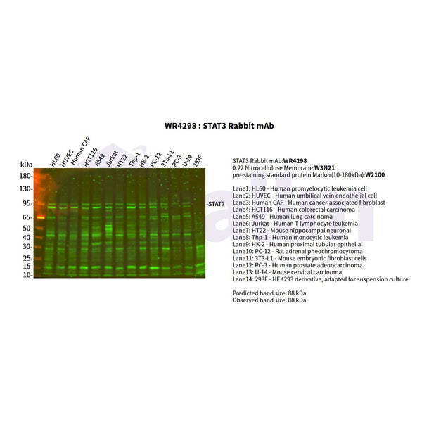 U-Blot® STAT3 Rabbit Monoclonal Antibody – Figure 1 of 2