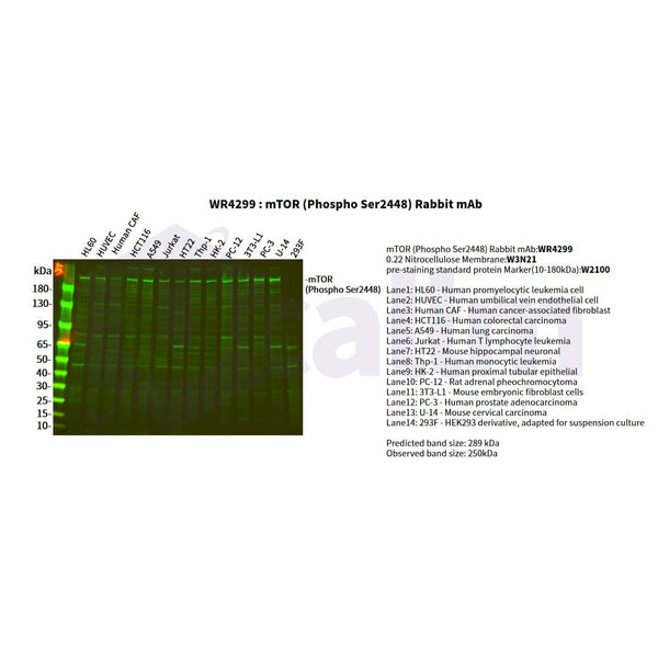 U-Blot® mTOR (Phospho Ser2448) Rabbit Monoclonal Antibody – Figure 1 of 3