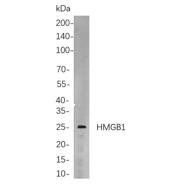 U-Blot® HMGB1 Rabbit Monoclonal Antibody – Figure 1 of 2
